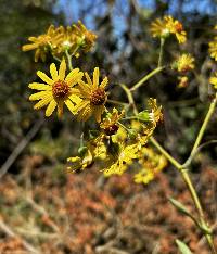 Dendrophorbium amplexicaule image