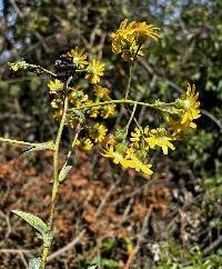 Dendrophorbium amplexicaule image