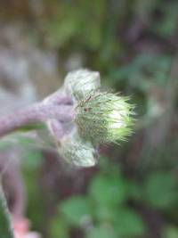 Image of Liabum grandiflorum