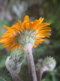 Liabum grandiflorum image