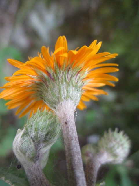 Liabum grandiflorum image