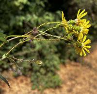 Dendrophorbium pericaule image