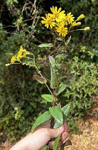 Image of Dendrophorbium pericaule