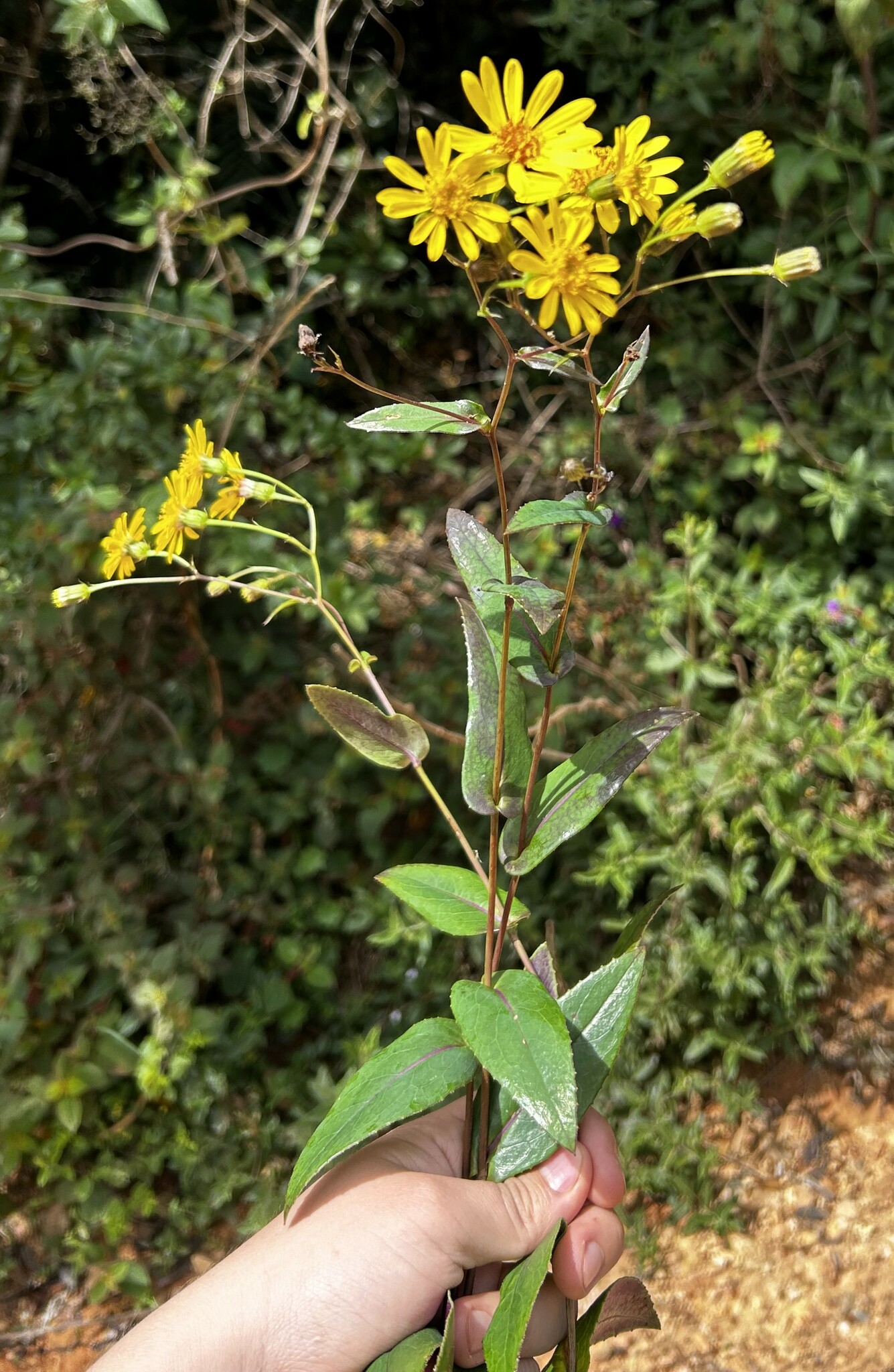 Dendrophorbium pericaule image