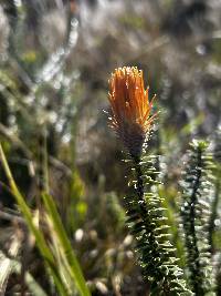 Chuquiraga jussieui image