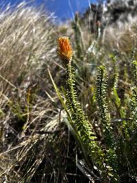 Chuquiraga jussieui image