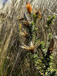 Chuquiraga jussieui image