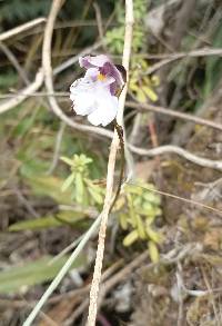 Image of Caucaea nubigena