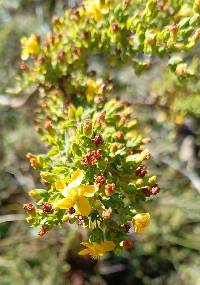 Hypericum quitense image