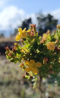 Image of Hypericum quitense