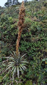 Puya cuevae image