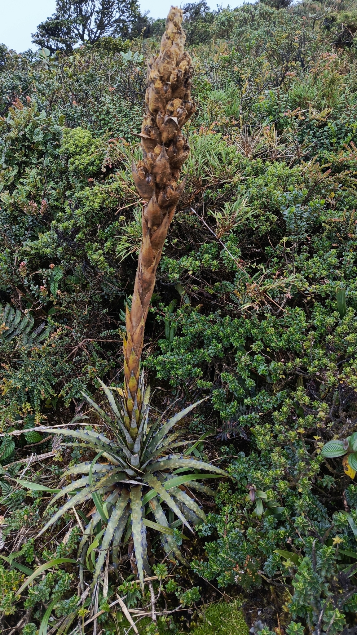 Puya cuevae image