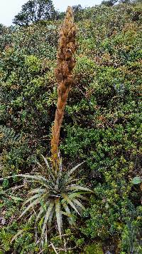 Puya cuevae image