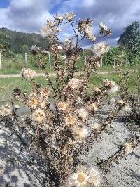 Cirsium vulgare image