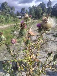 Cirsium vulgare image