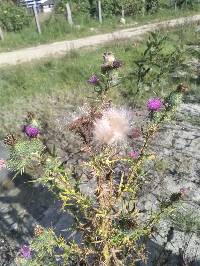 Cirsium vulgare image