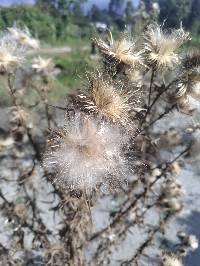 Cirsium vulgare image