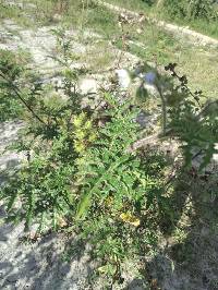 Solanum sisymbriifolium image