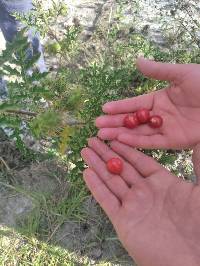 Solanum sisymbriifolium image