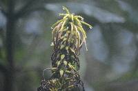 Pitcairnia trianae image