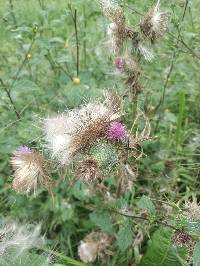 Cirsium vulgare image