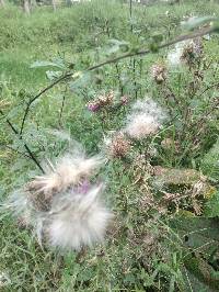 Cirsium vulgare image