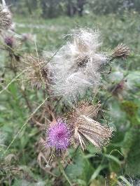 Cirsium vulgare image