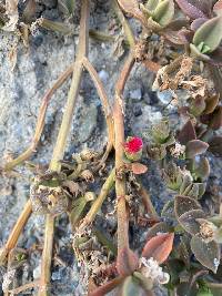 Image of Mesembryanthemum cordifolium