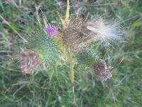 Cirsium vulgare image