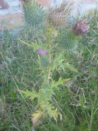 Cirsium vulgare image