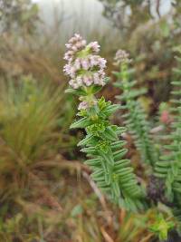 Valeriana microphylla image