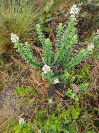 Valeriana microphylla image