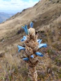 Puya cuevae image