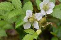 Rubus rosifolius image