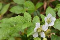 Rubus rosifolius image