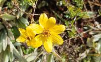 Bidens andicola image