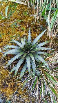 Puya cuevae image