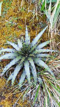 Puya cuevae image