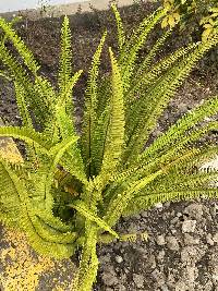 Nephrolepis cordifolia image