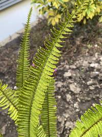 Nephrolepis cordifolia image