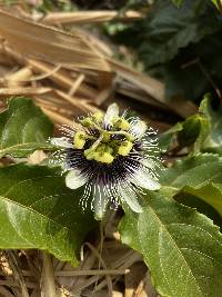 Passiflora edulis image