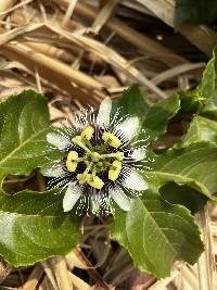 Passiflora edulis image