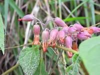 Kalanchoe laxiflora image