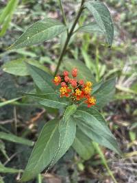 Asclepias curassavica image