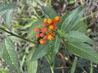 Asclepias curassavica image