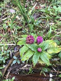 Phytolacca bogotensis image