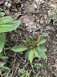 Phytolacca bogotensis image