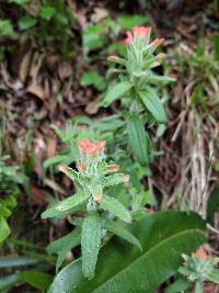 Castilleja arvensis image