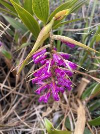 Elleanthus maculatus image