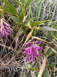 Elleanthus maculatus image